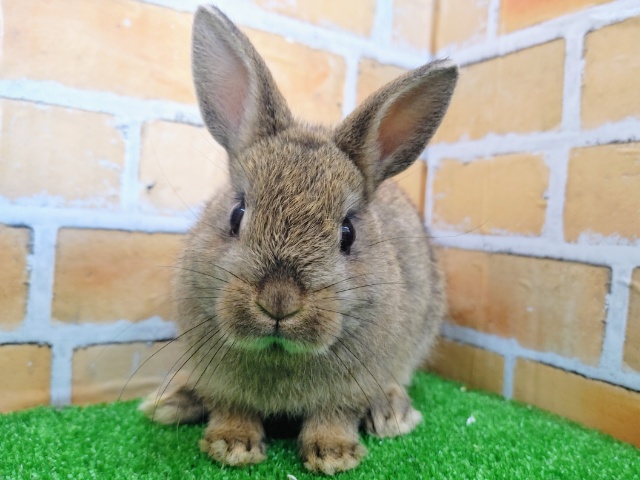 ネザーランドドワーフ