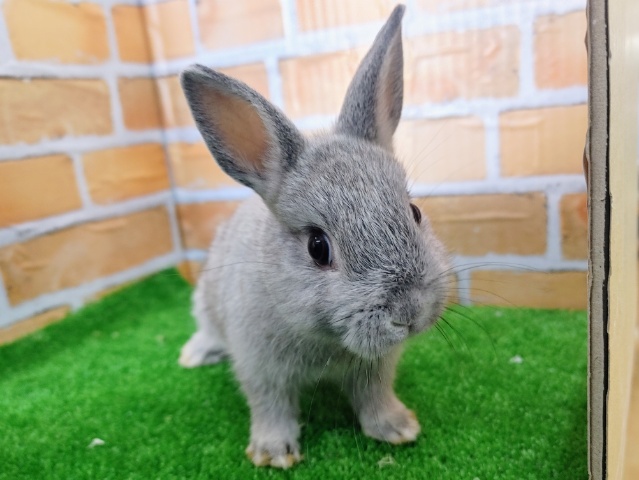 ネザーランドドワーフ