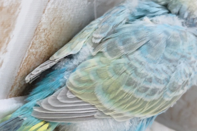 セキセイインコ