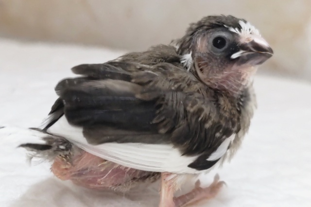 十姉妹（ジュウシマツ）