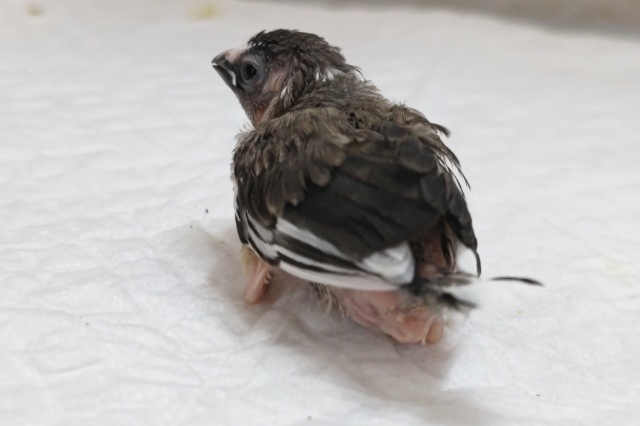 十姉妹（ジュウシマツ）