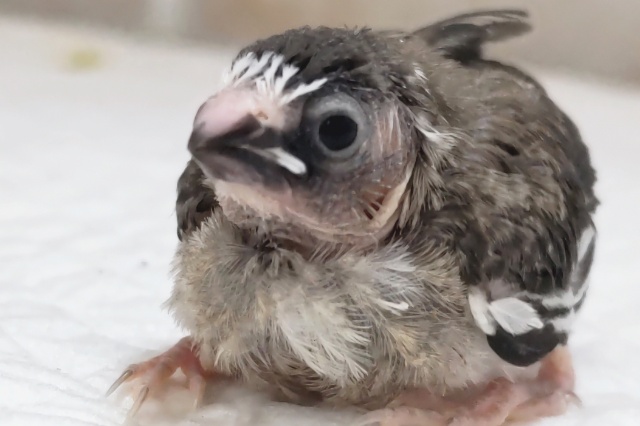 十姉妹（ジュウシマツ）