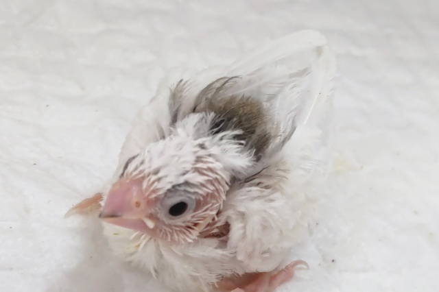 十姉妹（ジュウシマツ）