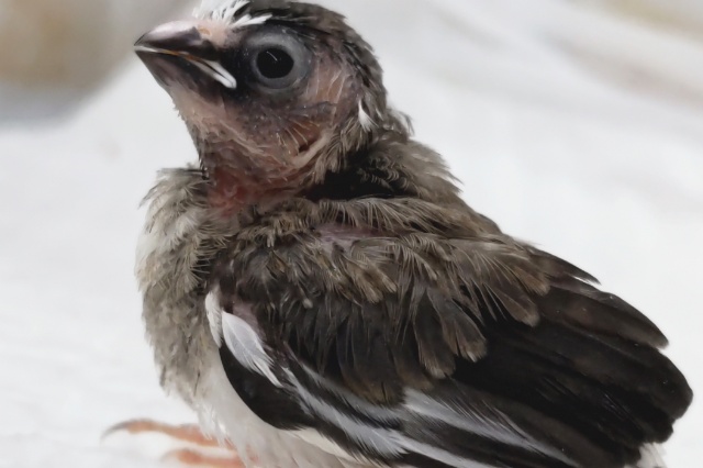 十姉妹（ジュウシマツ）