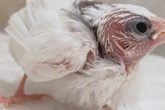 十姉妹（ジュウシマツ）