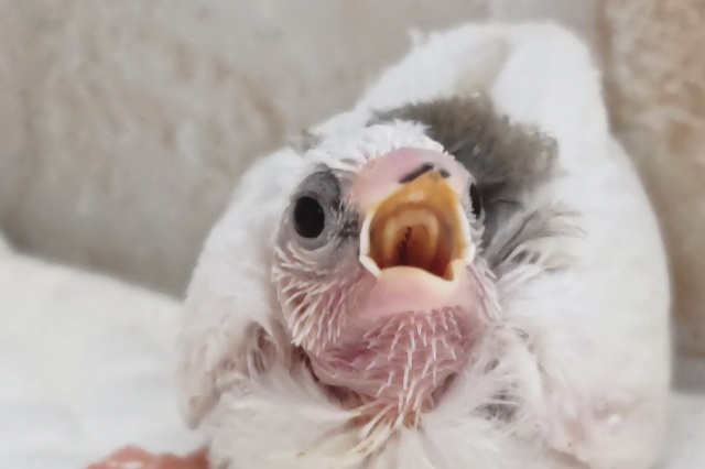 十姉妹（ジュウシマツ）