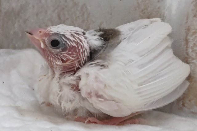 十姉妹（ジュウシマツ）