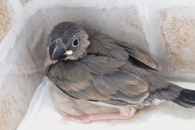 🌟最新画像🌟 元気に桜咲く~🌸 桜文鳥🐣 桜文鳥