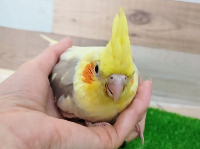 オカメインコ