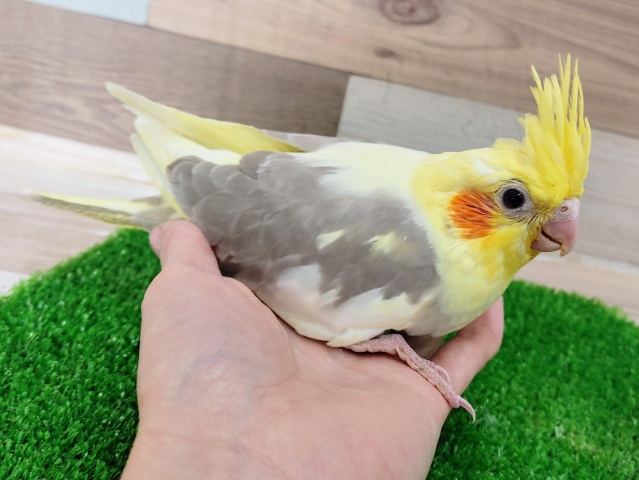 オカメインコ