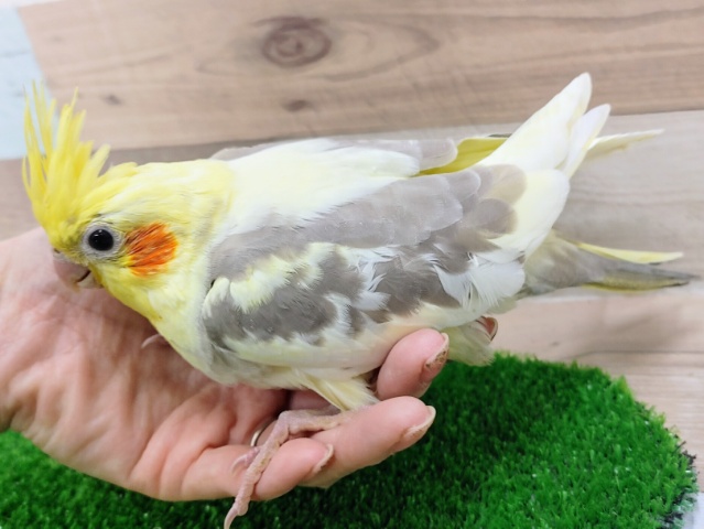オカメインコ