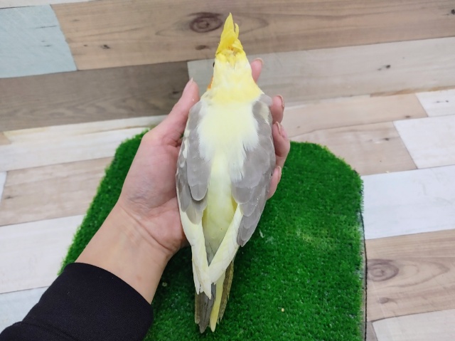 人気カラー🐦オカメインコのヒナ(シナモンパイド)入荷しました❤ オカメインコ