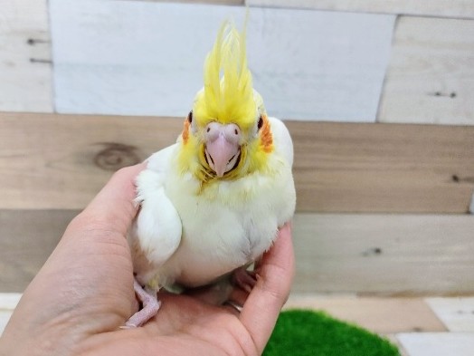 オカメインコ