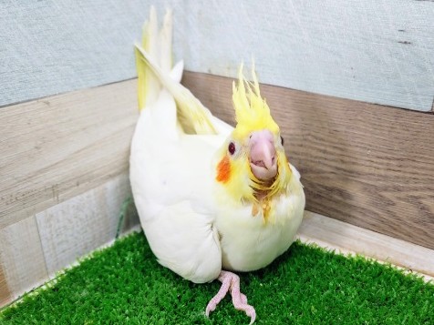 オカメインコ