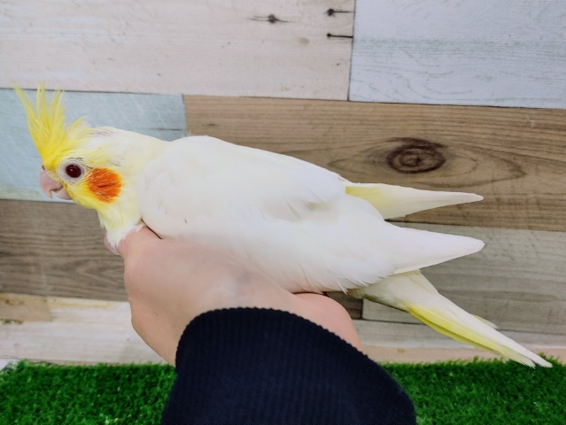 オカメインコ