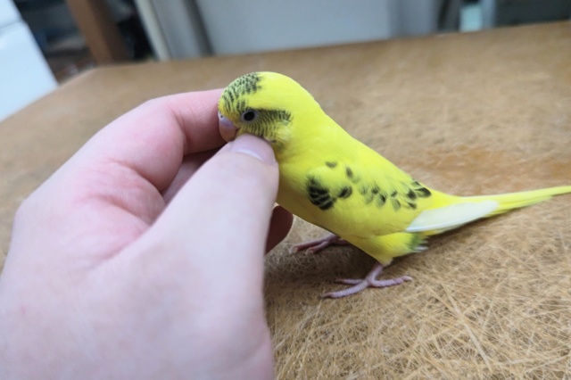 セキセイインコ