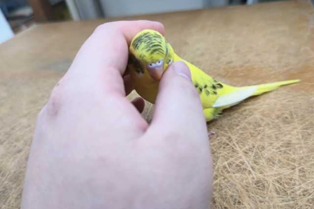 セキセイインコ