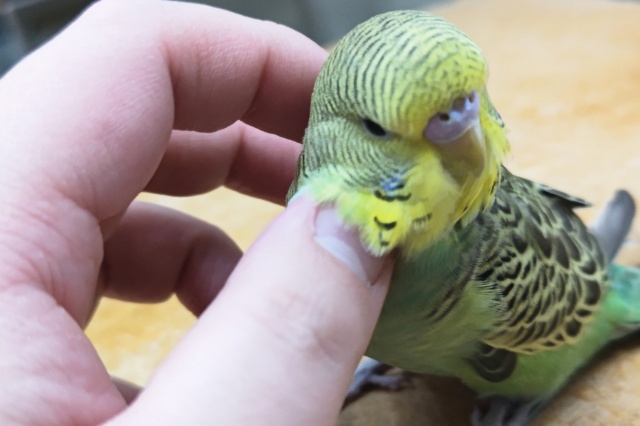 ジャンボセキセイインコ