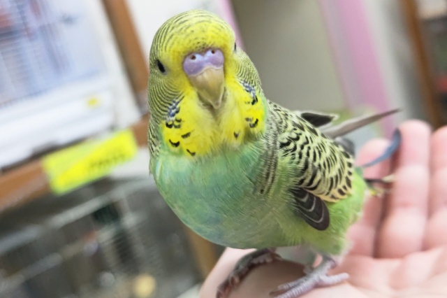 ジャンボセキセイインコ