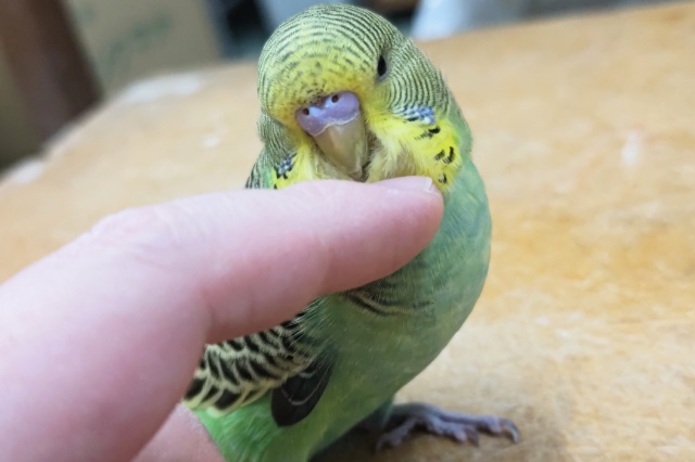 ジャンボセキセイインコ