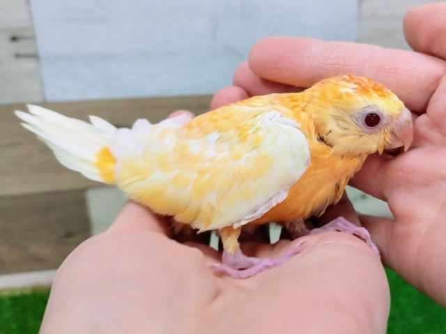 ビセイインコ（美声インコ）