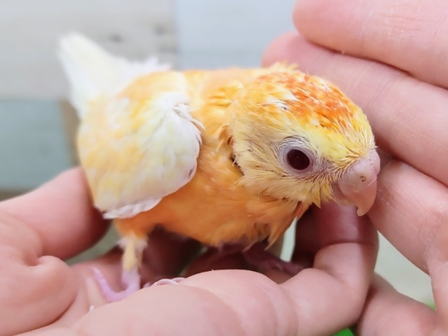 ビセイインコ（美声インコ）