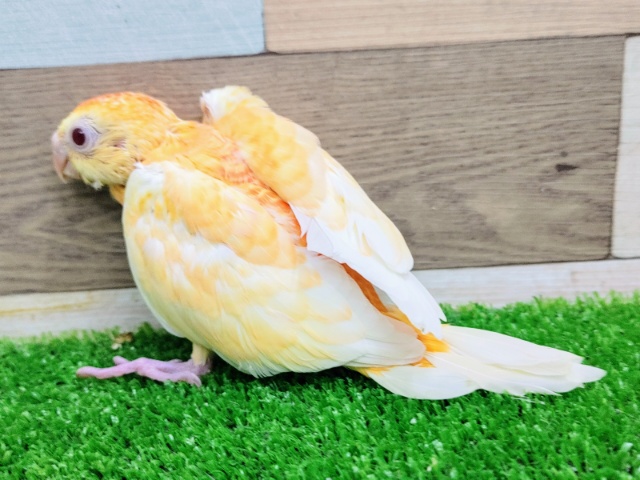 ビセイインコ（美声インコ）