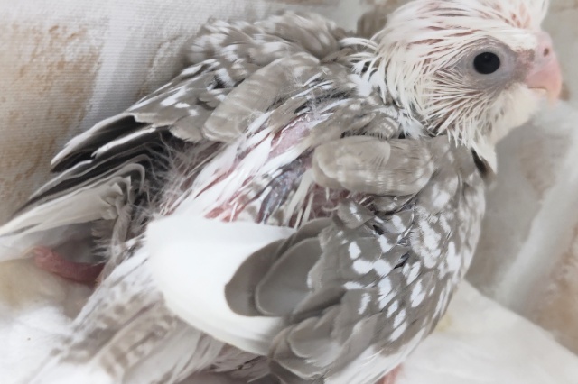 🌟最新画像🌟 魅力いっぱいシナモンさん~✨ オカメインコ(WFシナモンパールパイド) オカメインコ