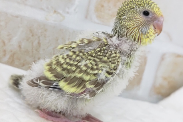 ジャンボセキセイインコ