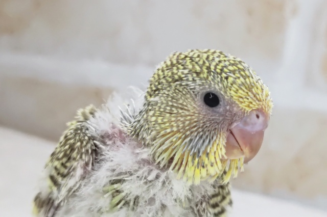 ジャンボセキセイインコ