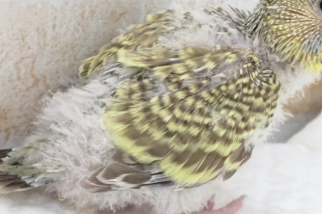 ジャンボセキセイインコ