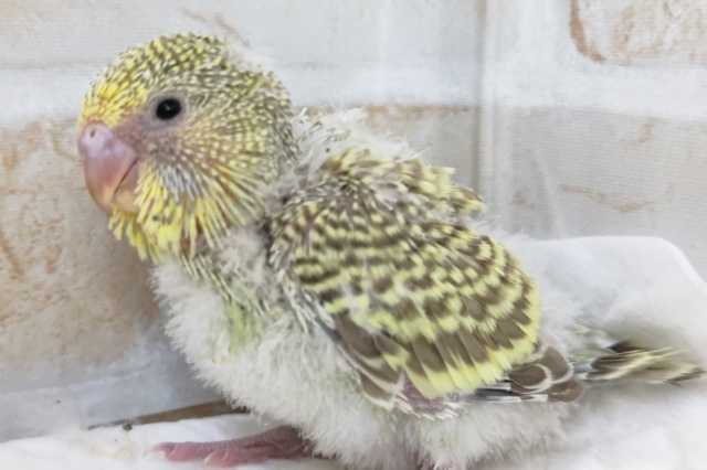 ジャンボセキセイインコ