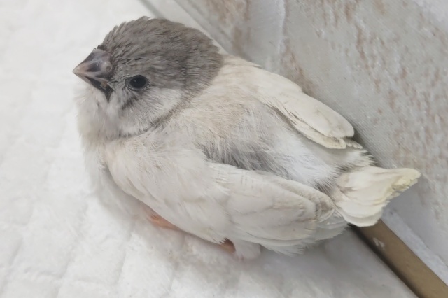 錦花鳥（キンカチョウ）