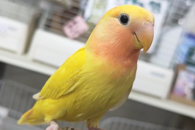 コザクラインコ（小桜インコ）