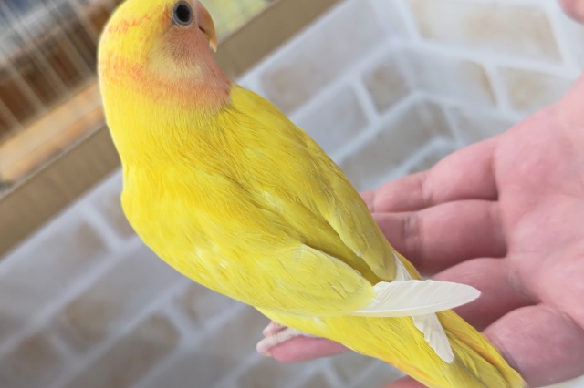 コザクラインコ（小桜インコ）
