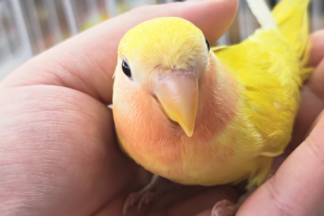 コザクラインコ（小桜インコ）