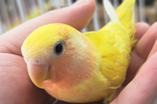 コザクラインコ（小桜インコ）