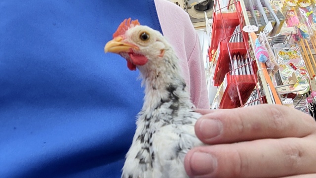 碁石チャボ（ゴイシチャボ）