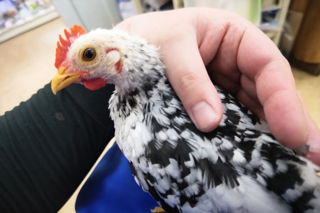 碁石チャボ（ゴイシチャボ）