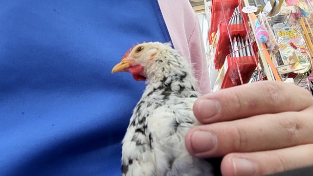 碁石チャボ（ゴイシチャボ）