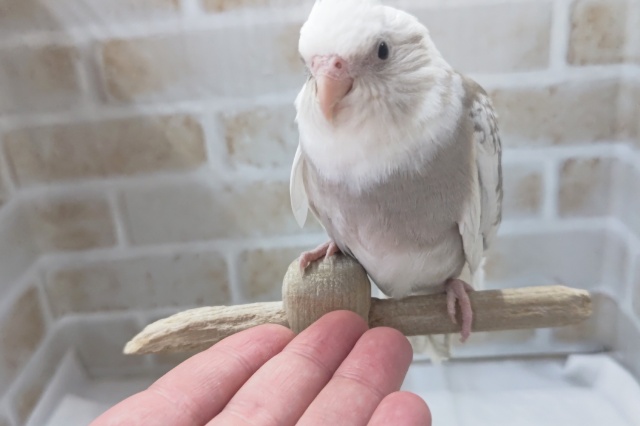 オカメインコ