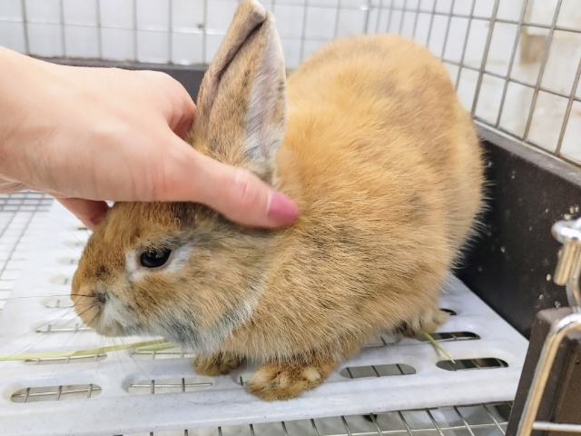 ミニウサギ