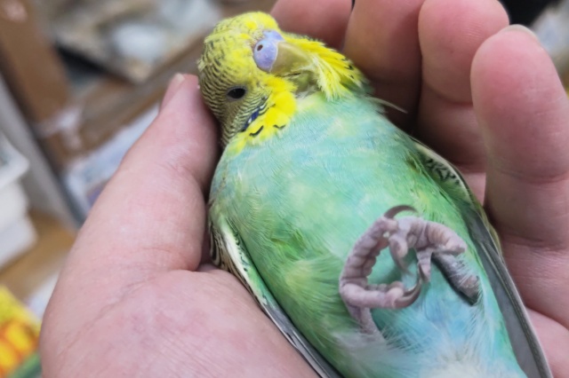 ジャンボセキセイインコ