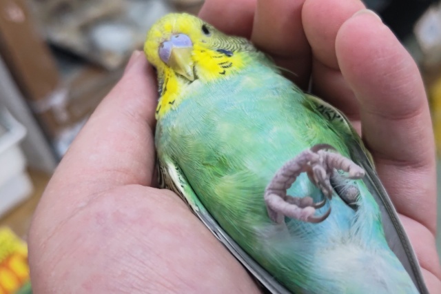 ジャンボセキセイインコ