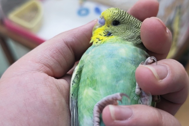 ジャンボセキセイインコ