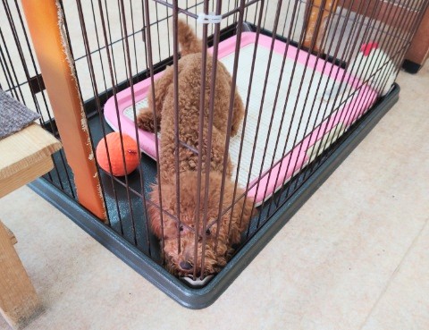 最新画像!トイプードル(レッド)女の子♪お転婆ちゃん❤ トイプードル