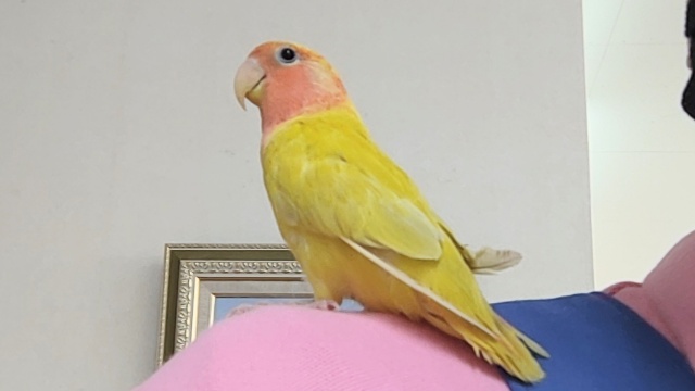 コザクラインコ（小桜インコ）