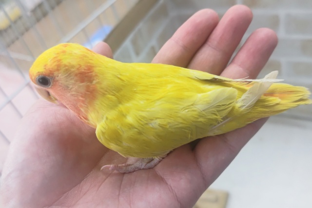 コザクラインコ（小桜インコ）