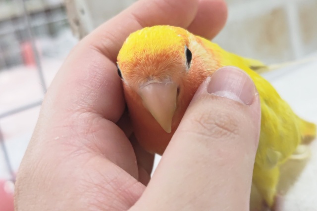 コザクラインコ（小桜インコ）