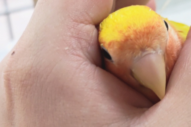 コザクラインコ（小桜インコ）